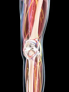 Leg anatomy, artwork イラスト素材