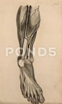 Leg And Foot: Dissection, With Blood Vessels And Nerves Indicated In 