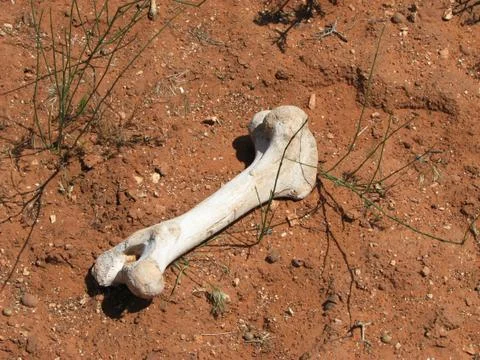 Leg bone Stock Photos