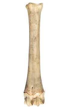 The leg bone of a sheep. 写真素材