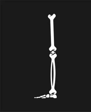 Leg bone. Skeleton anatomy human. Skeletal system cross section. vector illus Stock Illustration