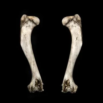 Leg bones on black background Stock Photos