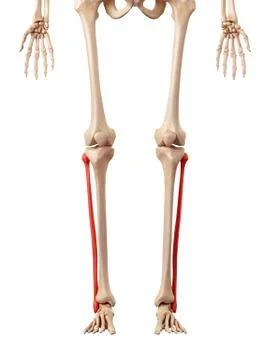 Leg bones Illustrazione stock