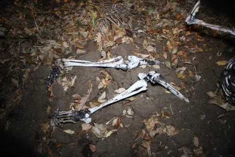 Leg bones Foto stock