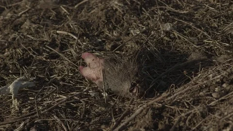 A leg of dead wild boar Stock Footage 77188414