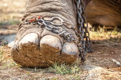 Leg of an elephant Stock Photos