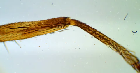 Leg of fly under a microscope with floating bacteria, microbes and germs Stock Footage 189147095