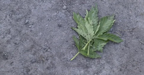 Leg. Heavy Boot Treads Leaf of Narcotic Grass. Symbolism. Fighting Legalization Stock Footage 132310532