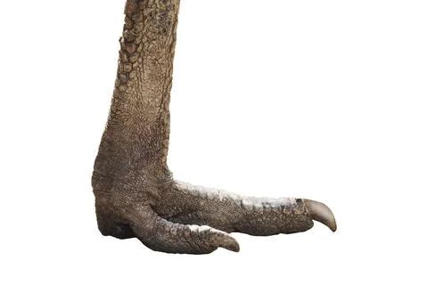 Leg of a large primitive bird Illustrazione stock