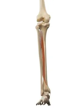 Leg muscle, artwork Stock Illustration