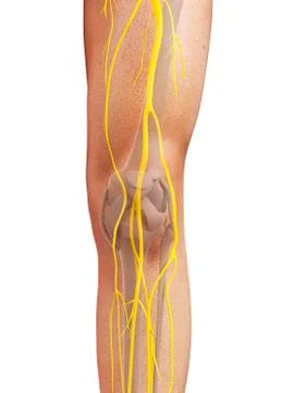 Leg nerves, artwork イラスト素材