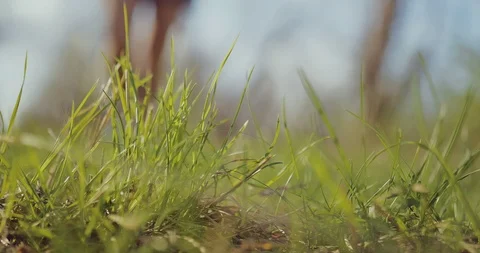 Leg in a sneaker steps into the grass. Bottom view. Close-up. Stock Footage 108412228