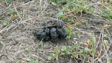 Leg stepping on shit, poo Stock Footage 108306029
