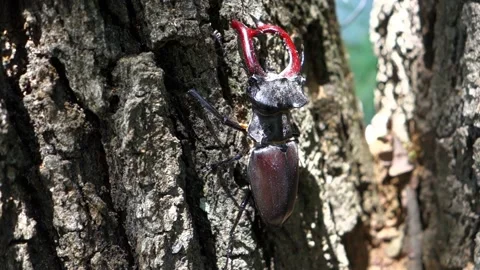 A legally protected stag beetle poses on a tree in its territory Stock Footage 155792846