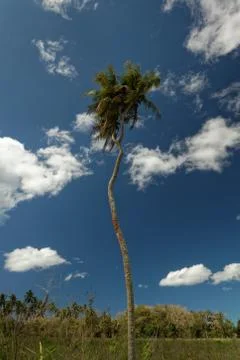 The legendary two headed palm tree on Tonga, Tongatapu Island. Stock Photos