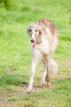 Leggy borzoi Stock Photos