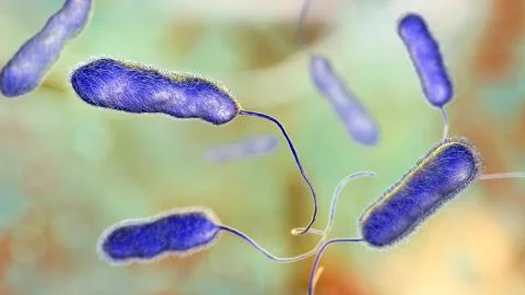 Legionella pneumophila bacterium, the causative agent of Legionnaire's diseas Stock Illustration