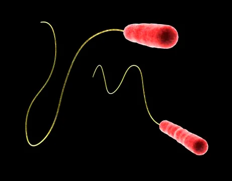 Legionella sp. bacteria, computer artwork Stock-Illustration