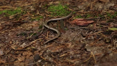 Legless Lizard, Anniella pulchra Stock Footage 210427491