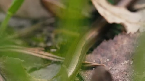 Legless Lizard Crawling on Forest Floor with Tongue Movement in Macro Vídeo Stock 316294238