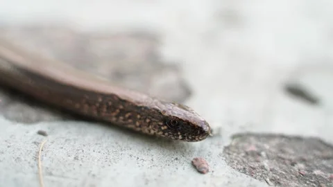 A legless lizard hazelworms close-up Stock Footage 284238938