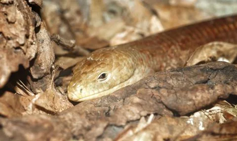 Legless lizard Stock Photos