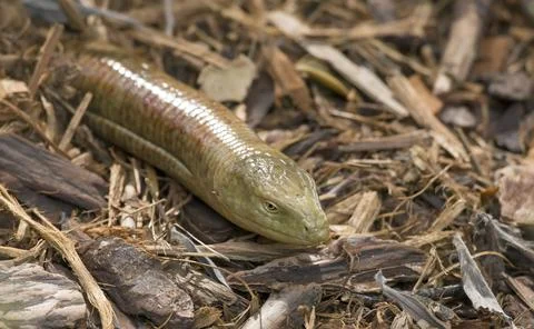 Legless Lizard (Pseudopus apodus) Stock Photos
