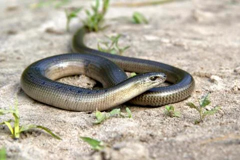 Legless lizard slow worm lying on the sand on the edge of the forest. Stock-Fotos