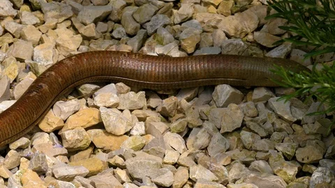  legless lizard, snake crawling on ground Stock-Footage 108938620
