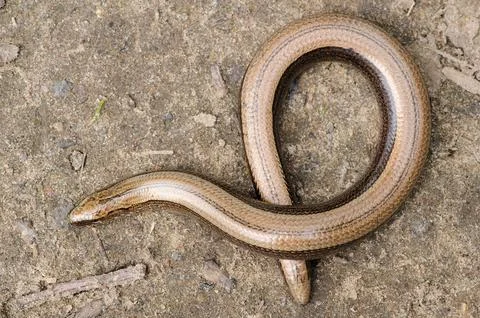 Legless slow worm lizard on the ground Stock Photos
