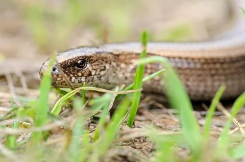 Legless slow worm lizard on the ground Stock Photos