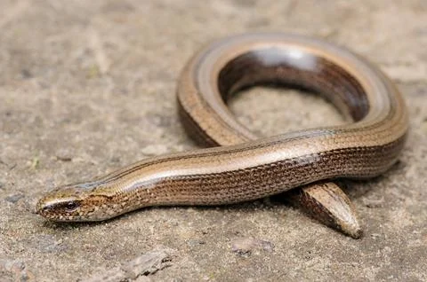 Legless slow worm lizard on the ground Stock Photos