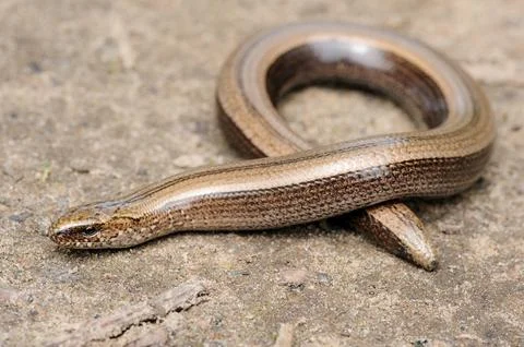 Legless slow worm lizard on the ground Stock Photos