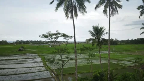 Legon Pakis Rice Fields, Ujung Kulon, Indonesia Stock Footage 232352150