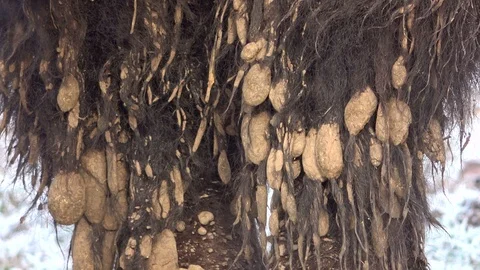 Legs of a bison with mud in the fell Stock Footage 120993231