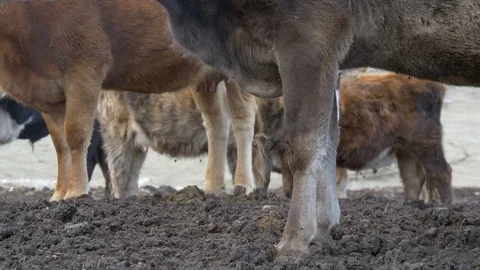 Legs of cows in the mud Stock Footage 87691234