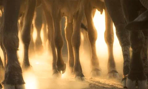 Legs Of Cows. Stock Photos