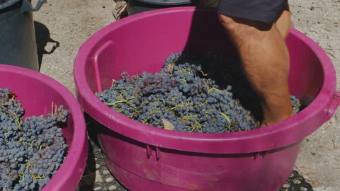 Legs crushing red wine grapes in a tub. Stock Footage 346720809