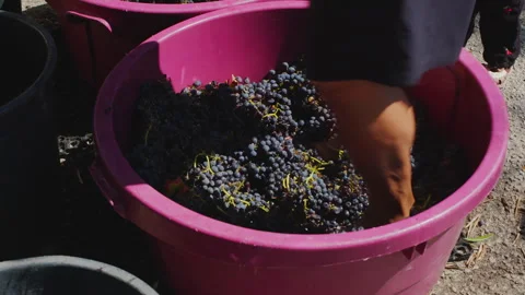 Legs crushing red wine grapes in a tub. Stock Footage 346720813
