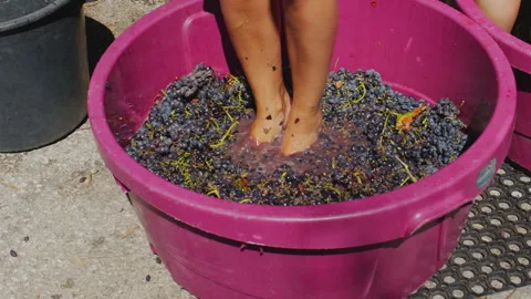 Legs crushing red wine grapes in a tub. Stock Footage 346720836