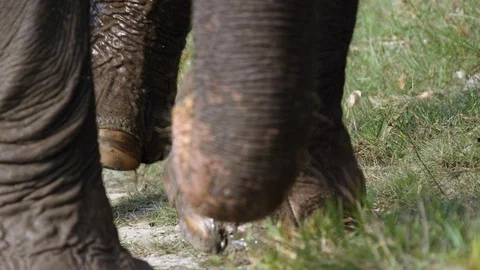 Legs of elephant walking in a field Stock Footage 113255084