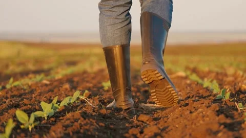 Legs of farmer in rubber boots checking young sprouts walking across field Stock Footage 254652759