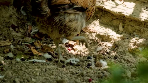 Legs of free-range chicken walking in farm field. handheld extreme close up Stock Footage 254493569