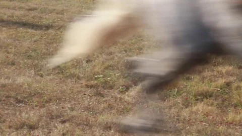 Legs of galloping horses Stock Footage 83251277