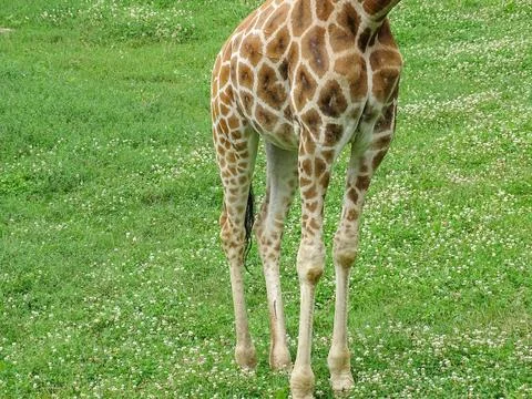 The legs of a giraffe. Giraffe in the grass 写真素材