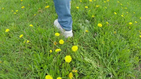 Legs going on a grass with dandelions. Slow motion Stock Footage 64151985