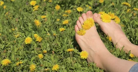 Legs in the grass with flowers between toes move, and sunbathe. Woman feet on Stock Footage 154597287