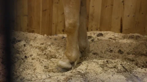 Legs of a horse mane Stock Footage 4720784