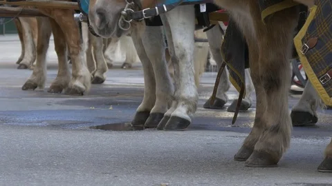 Legs of horses in carriages Stock Footage 74431308