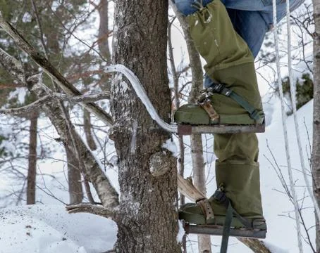 Legs of a man climbing a tree with pole climbers on his feet. Winter. 库存照片